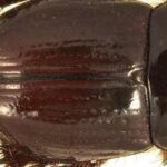 Investigadores del Instituto Humboldt descubren nueva especie de escarabajo en Colombia